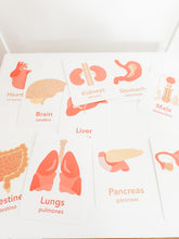 Load image into Gallery viewer, Organs Flashcards