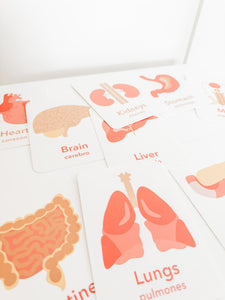 Organs Flashcards