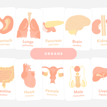 Load image into Gallery viewer, Organs Flashcards