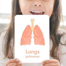 Load image into Gallery viewer, Organs Flashcards