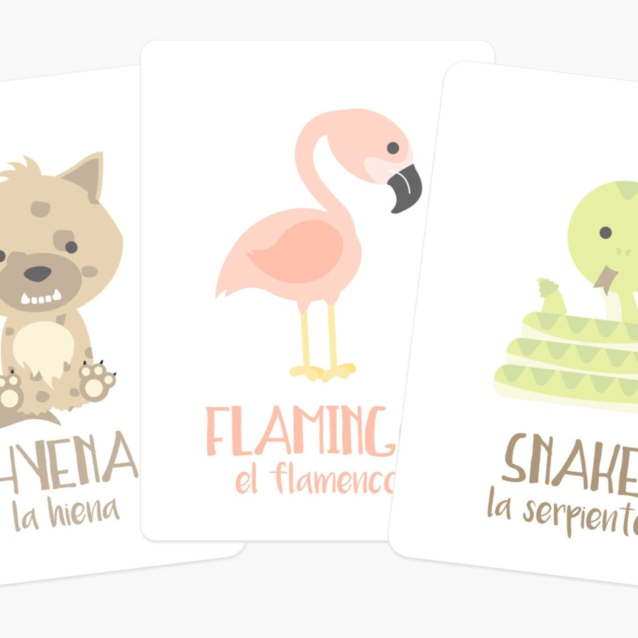 Desert Animal Flashcards